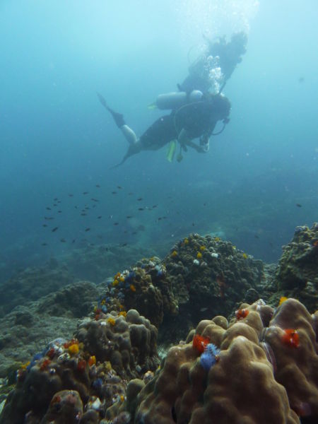 Scuba diving in Ko Tao waters Stef and Seb Scuba photo