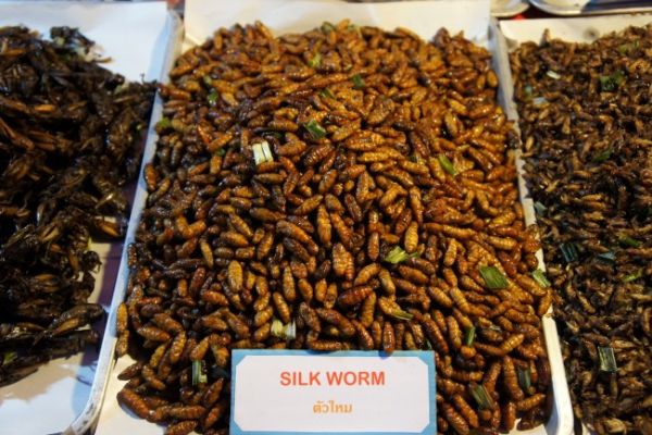 Fried silkworm at a food market in Chiang Mai Fried silkworm at a food market in Chiang Mai