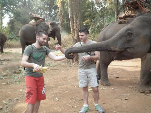 Stef and Seb feeding bananas to elephant Stef and Seb feeding bananas to elephant