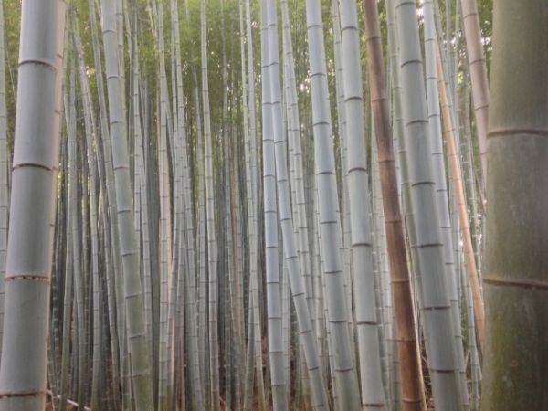 Sagano bamboo forest in Arashiyama, Kyoto Sagano bamboo forest in Arashiyama, Kyoto