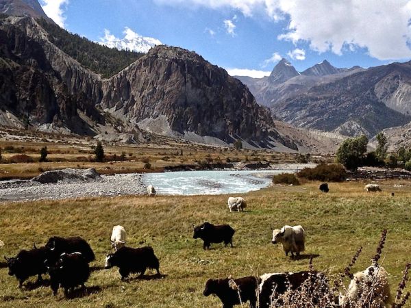 Yaks de Manang Des yaks paissent dans la région de Manang à 3550 mètres
