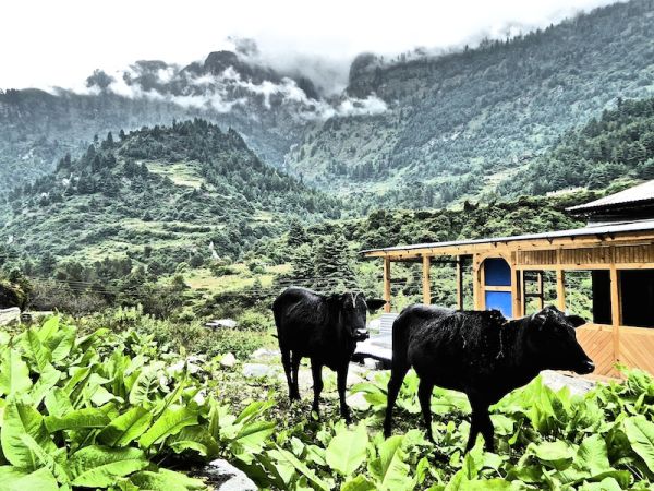 Vaches sacrées dans les himalayas deux vaches font leur promenade dans les Himalayas
