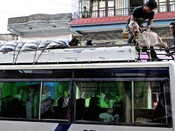 Chèvres sur un bus au Népal Des chèvres sur un bus au Népal pendant le festival de Dashain