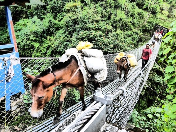 Ânes sur un pont suspendu himalayas Ânes traversent un pont suspendu dans les himalayas