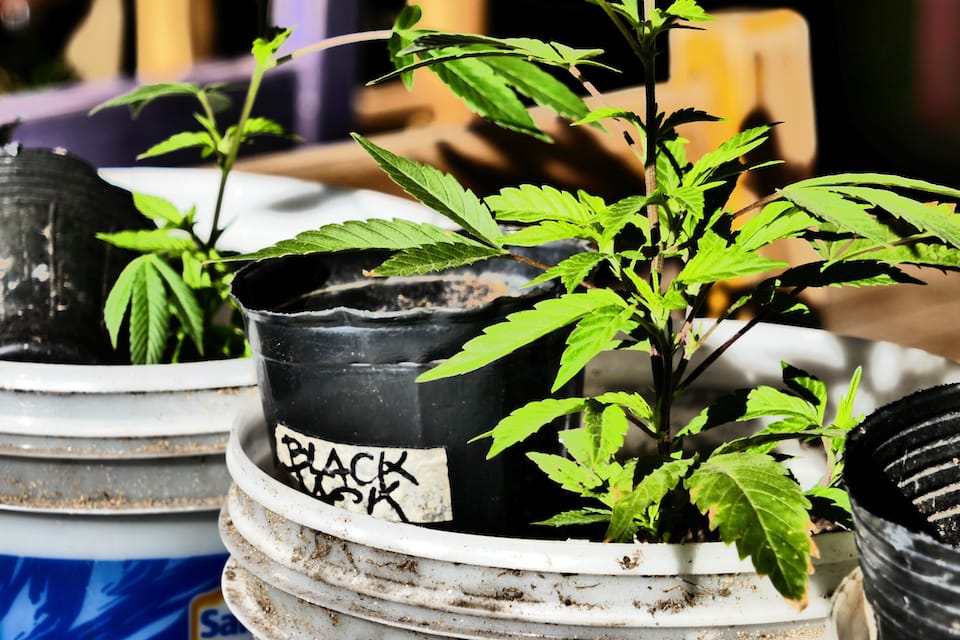 Home grown marijuana Black Jack lenient marijuana laws interesting facts about uruguay