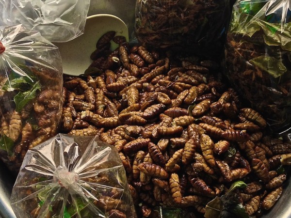 Fried silkworms at the market Fried silkworms at the market