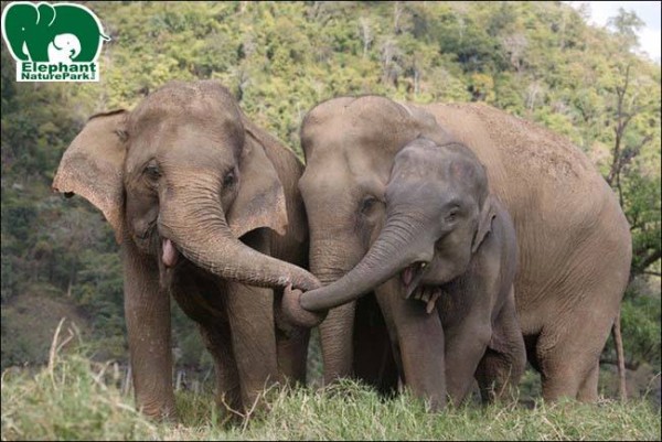 Happy elephants at the Elephant Nature Park in Chiang Mai Happy elephants at the Elephant Nature Park in Chiang Mai