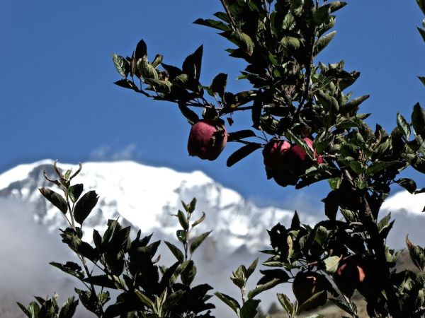 Apple tree during the Kilimanjaro Trek in Tanzania