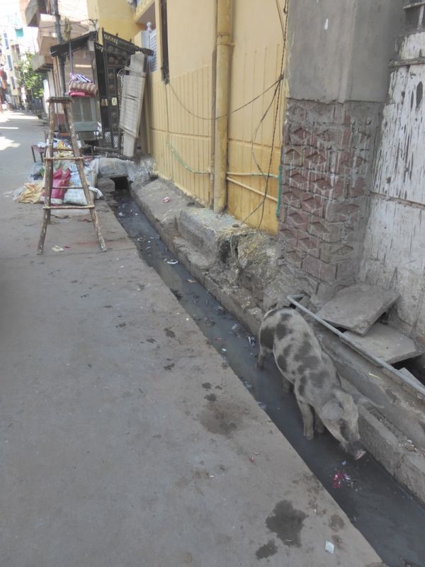 Agra open sewers pig Love hate India pig in sewer Agra