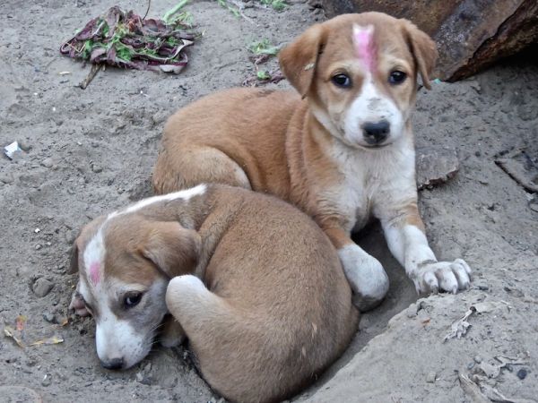 Indian puppies Varanasi Gay India young puppy love