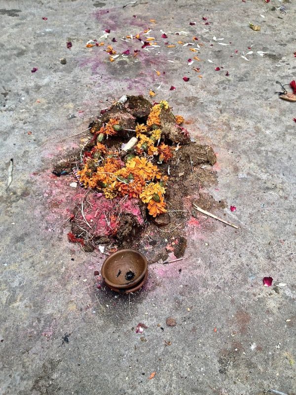 Decorated sacred cow pooh in Udaipur Love hate India cow pooh Udaipur
