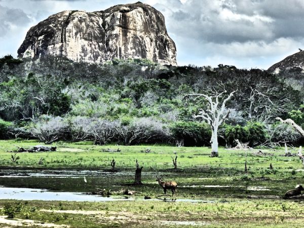 Elephant Rock at Yala National Park Elephant Rock at Yala National Park
