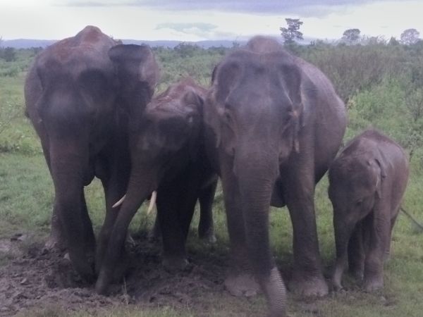 Family of elephants close up at Udawalawe Family of elephants close up at Udawalawe