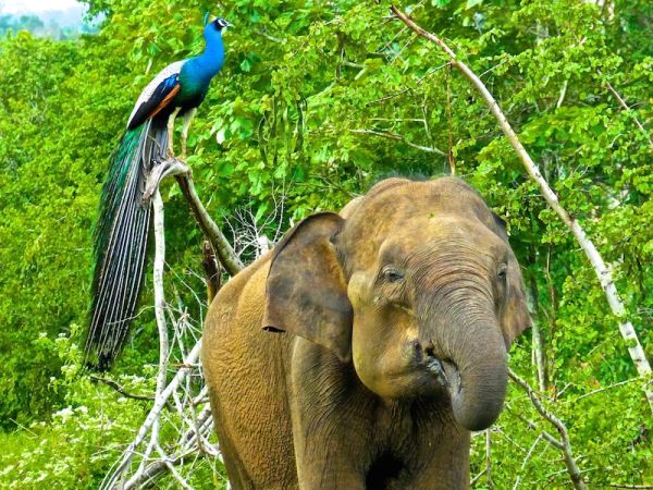 This peacock and elephant posed for us This peacock and elephant posed for us