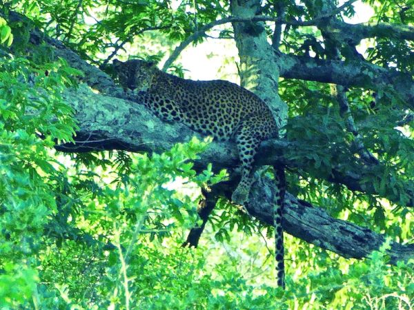 A young leopard resting on a tree branch A young leopard resting on a tree branch