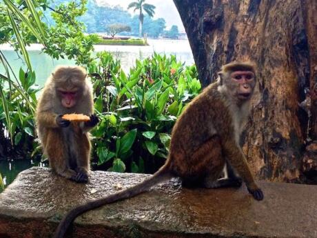 Macacos atrevidos em Kandy