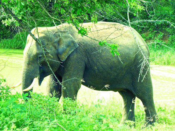 Male elephant with tusks at Yala Male elephant with tusks at Yala