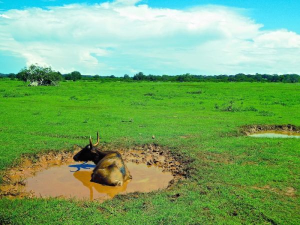 Water buffaloes bathing at Udawalawe Water buffaloes bathing at Udawalawe