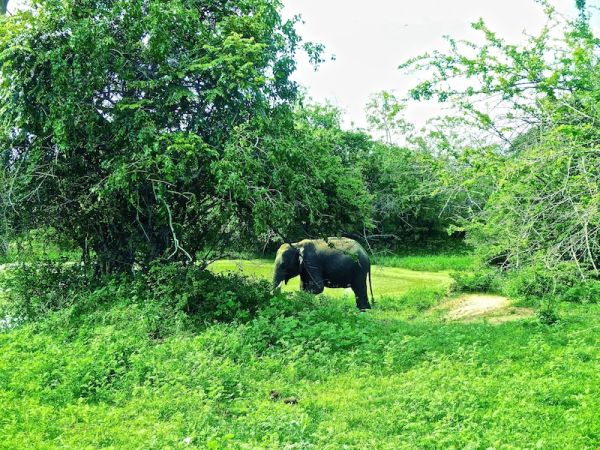 Elephant at Yala munching through the dense vegetation Elephant at Yala munching through the dense vegetation