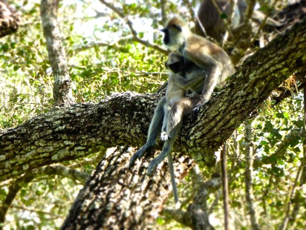 Macaque with her baby Macaque with her baby