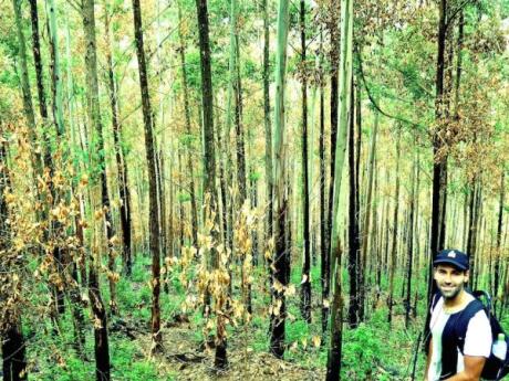 You'll come to a beautiful eucalyptus forest before the hike to Ella Rock starts to get steeper