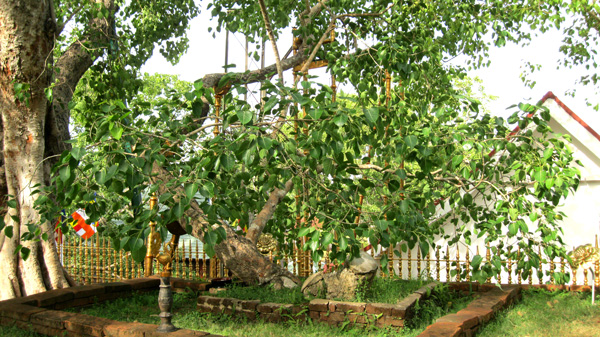 The Jaya Sri Maha Bodhi tree in Anuradhapura, Sri Lanka The Jaya Sri Maha Bodhi tree in Anuradhapura, Sri Lanka
