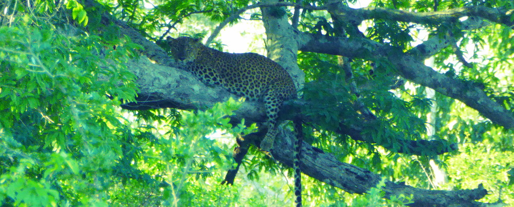 leopards in yala national park