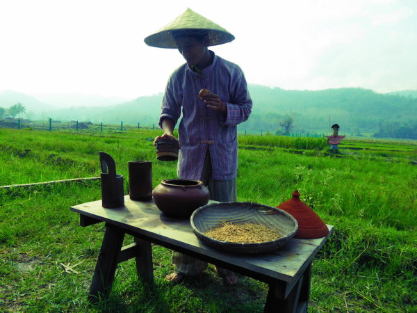 Rice harvest step 1: sorting the grains Rice harvest step 1: sorting the grains