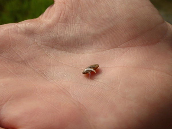 Rice grain germinating Rice grain germinating