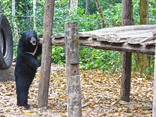 A bear standing in the park near the Kuang Si Falls