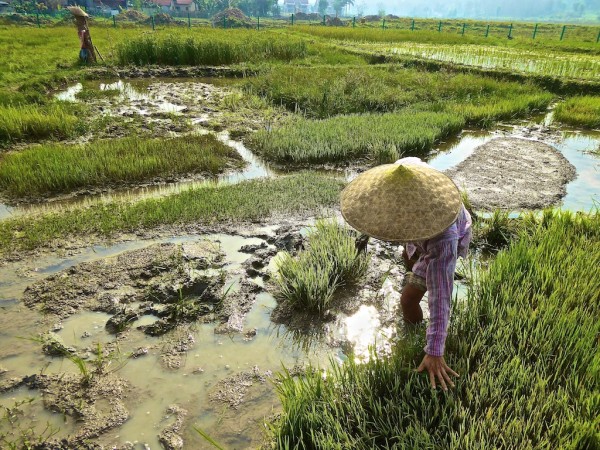The irrigation system around the rice crops The irrigation system around the rice crops