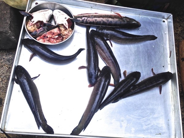 Trei fish for sale near Phnom Penh's night market Trei fish for sale near Phnom Penh's night market