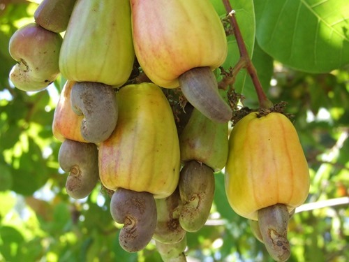 Cashew fruit and nut