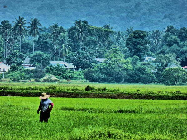 field of burnt rice langkawi