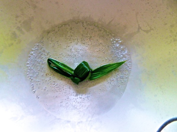 Pandan leaf and palm sugar in water Pandan leaf and palm sugar in water