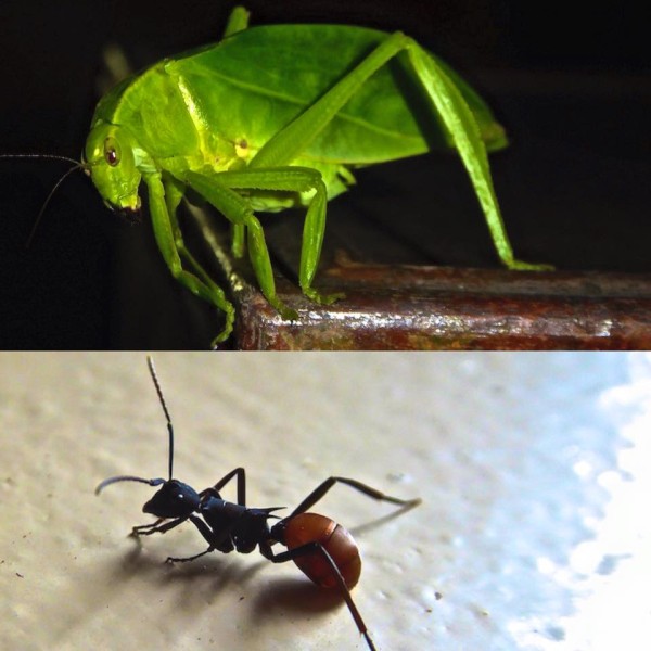 Bugs on steroids: grasshopper and giant ant