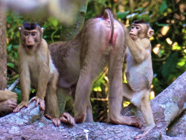 Macaque monkeys preening each other