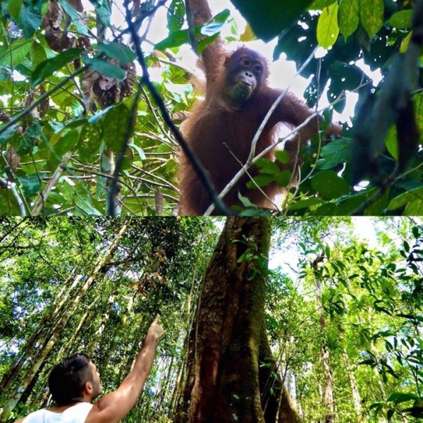 Stefan spotting Olivia the Orang-Utan at Kinabatangan