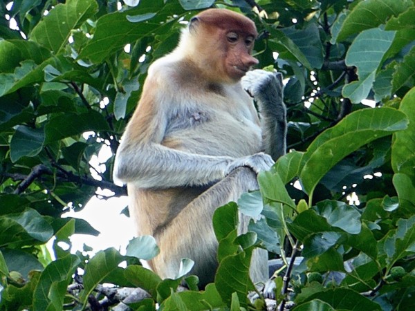 Patricia the Proboscis Monkey