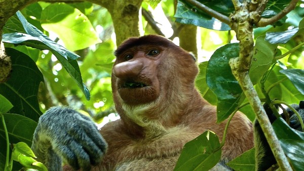 Proboscis male monkey spotted