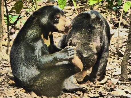 Sun Bear Conservation Centre in Sepilok