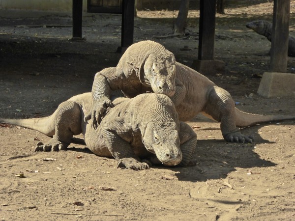 Visiting Komodo Dragons with luxury liveaboard Samata