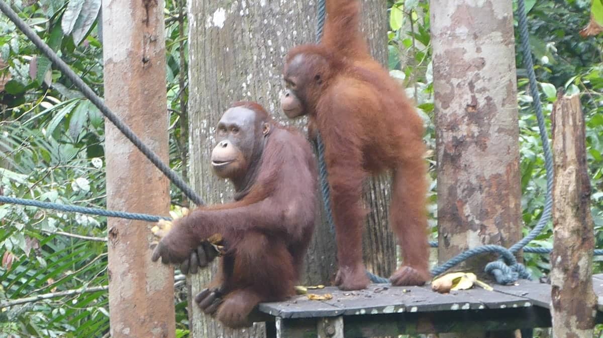 Orang utans at the Semenggoh Wildlife Centre in Kuching