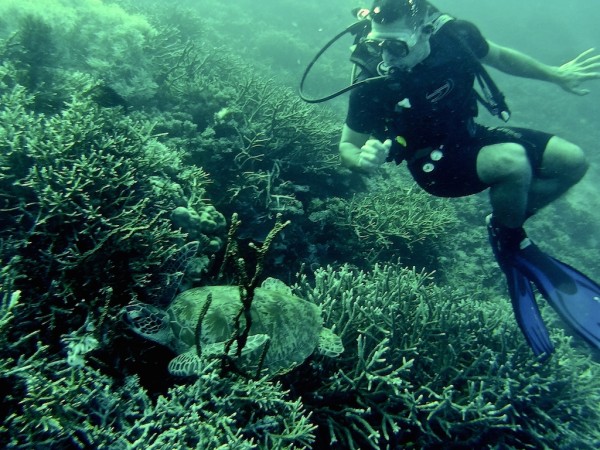 Turtle during our diving at the Komodo National Park Flores island