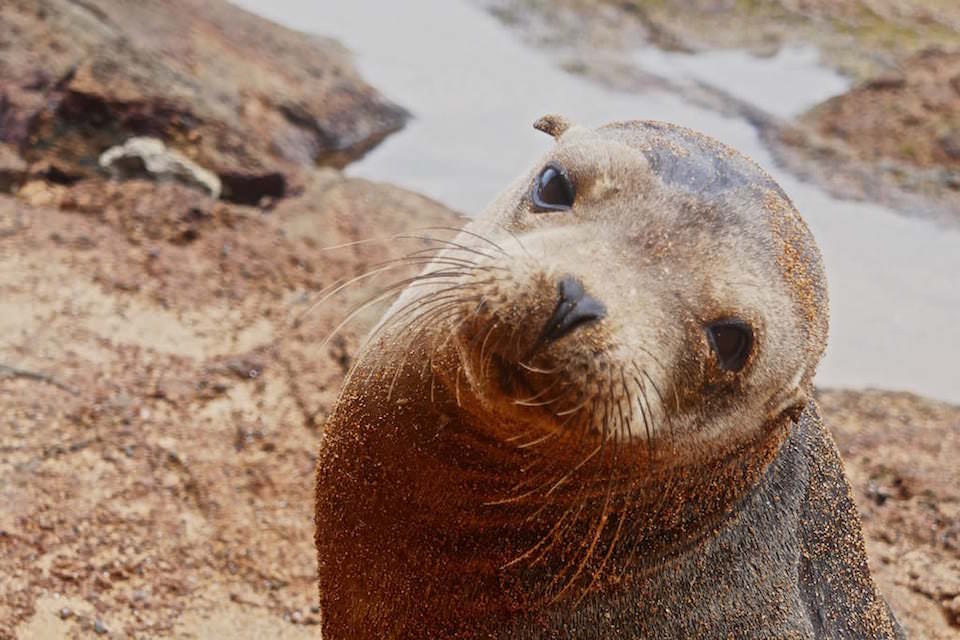 Galapagos Bartolome island sea lion