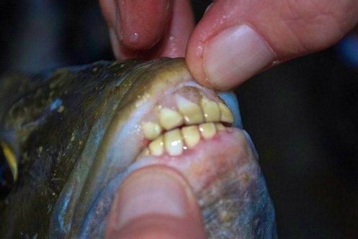 Best foods of Argentina - the pacu fish teeth.