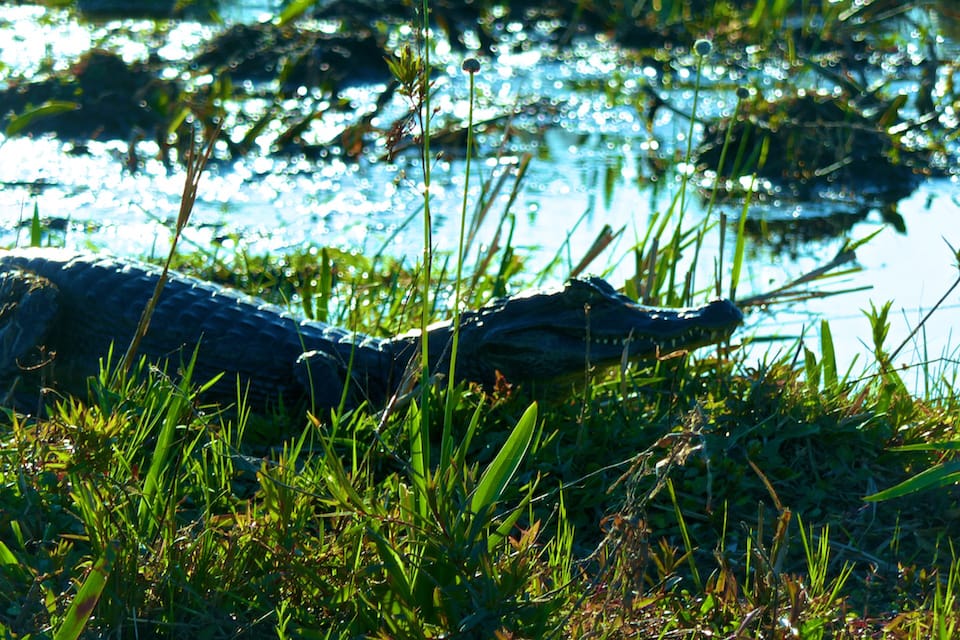 A caiman spotted at Esteros del Ibera during a road trip in northeast Argentina.