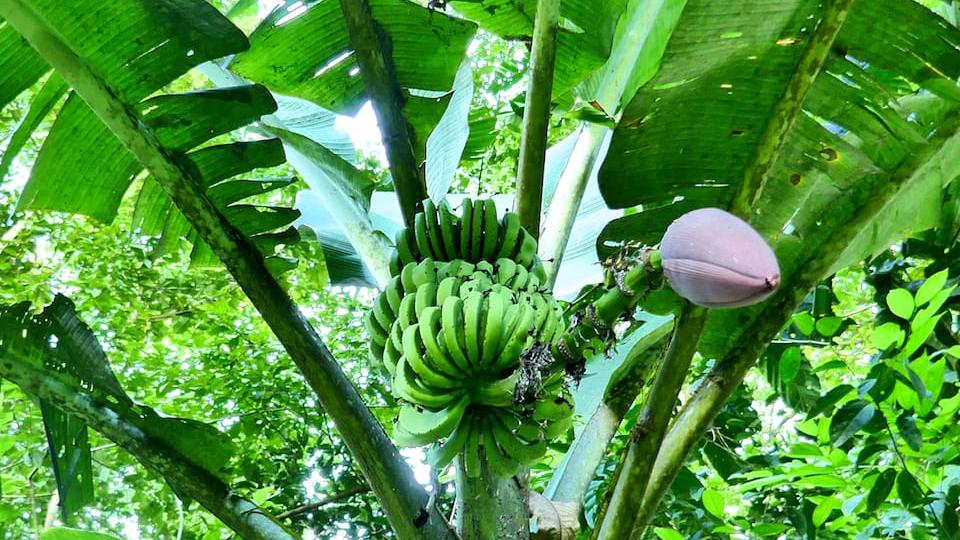 curiosidades sobre exportadores de banana equador