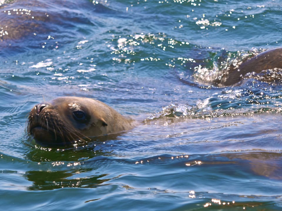 Sea lion Palomino Island Lima swimming with sea lions tour in Lima