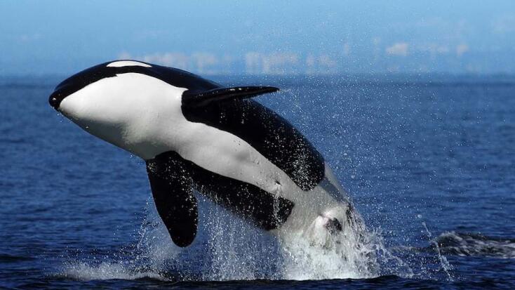 Orca Pendleton Complete Guide to spotting orcas in Peninsula Valdes in Patagonia